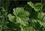 Geum rivale