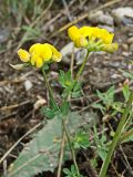Lotus corniculatus