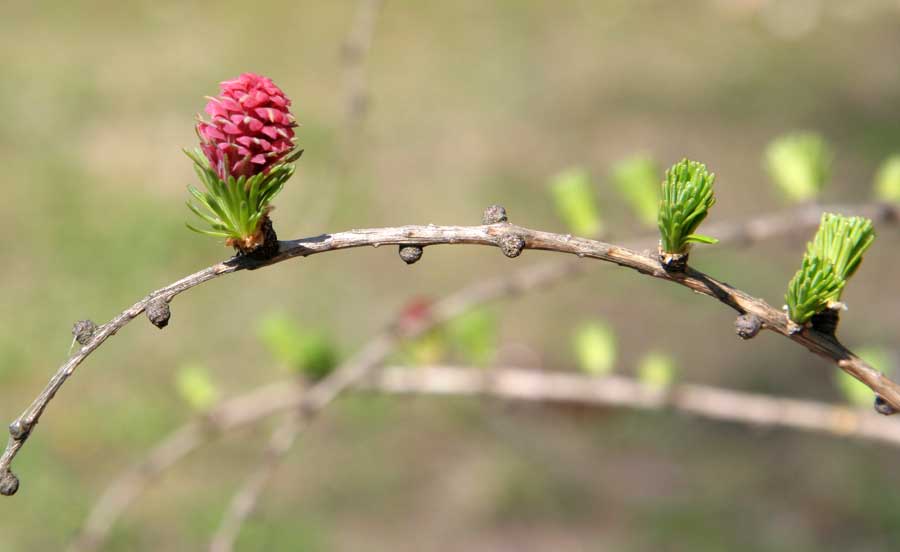 Изображение особи Larix gmelinii.