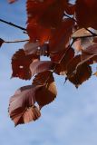 Ulmus laevis
