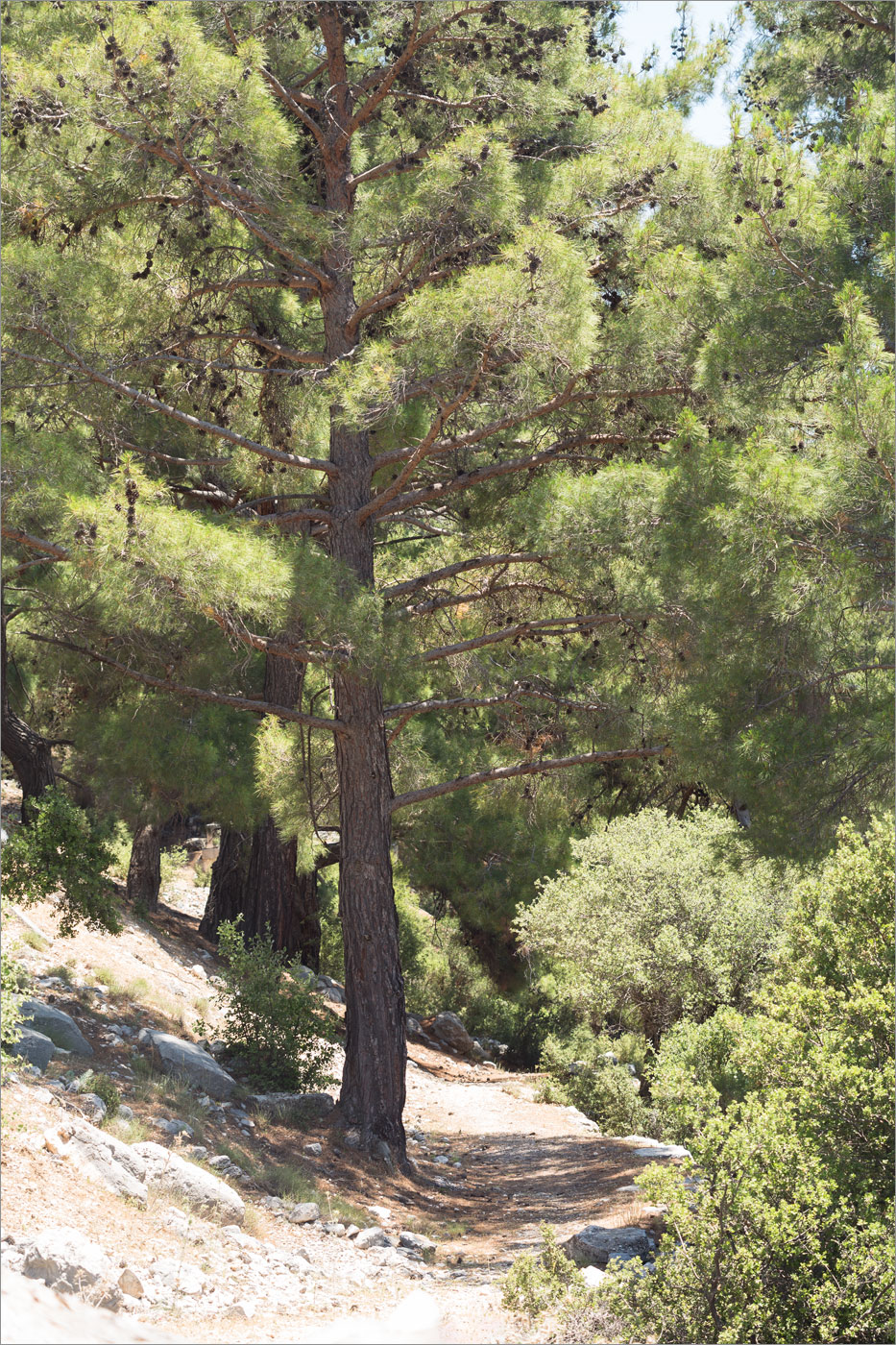 Image of Pinus brutia specimen.
