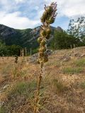 Asphodeline lutea