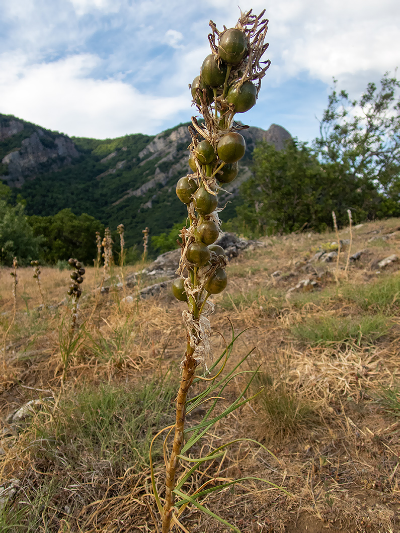 Image of Asphodeline lutea specimen.
