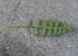genus Sisymbrium