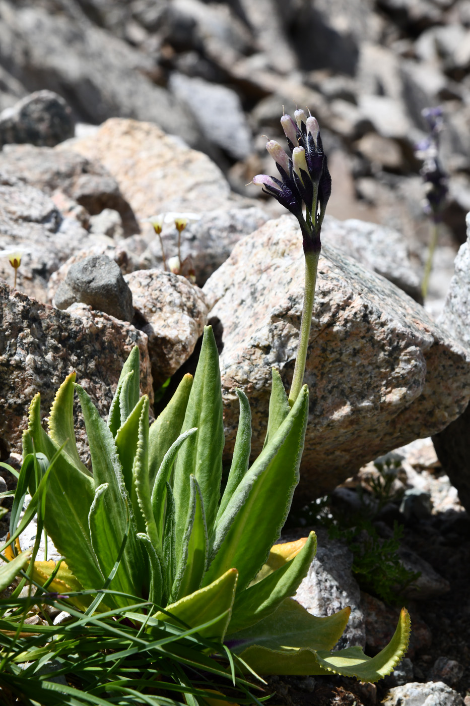 Изображение особи Primula turkestanica.