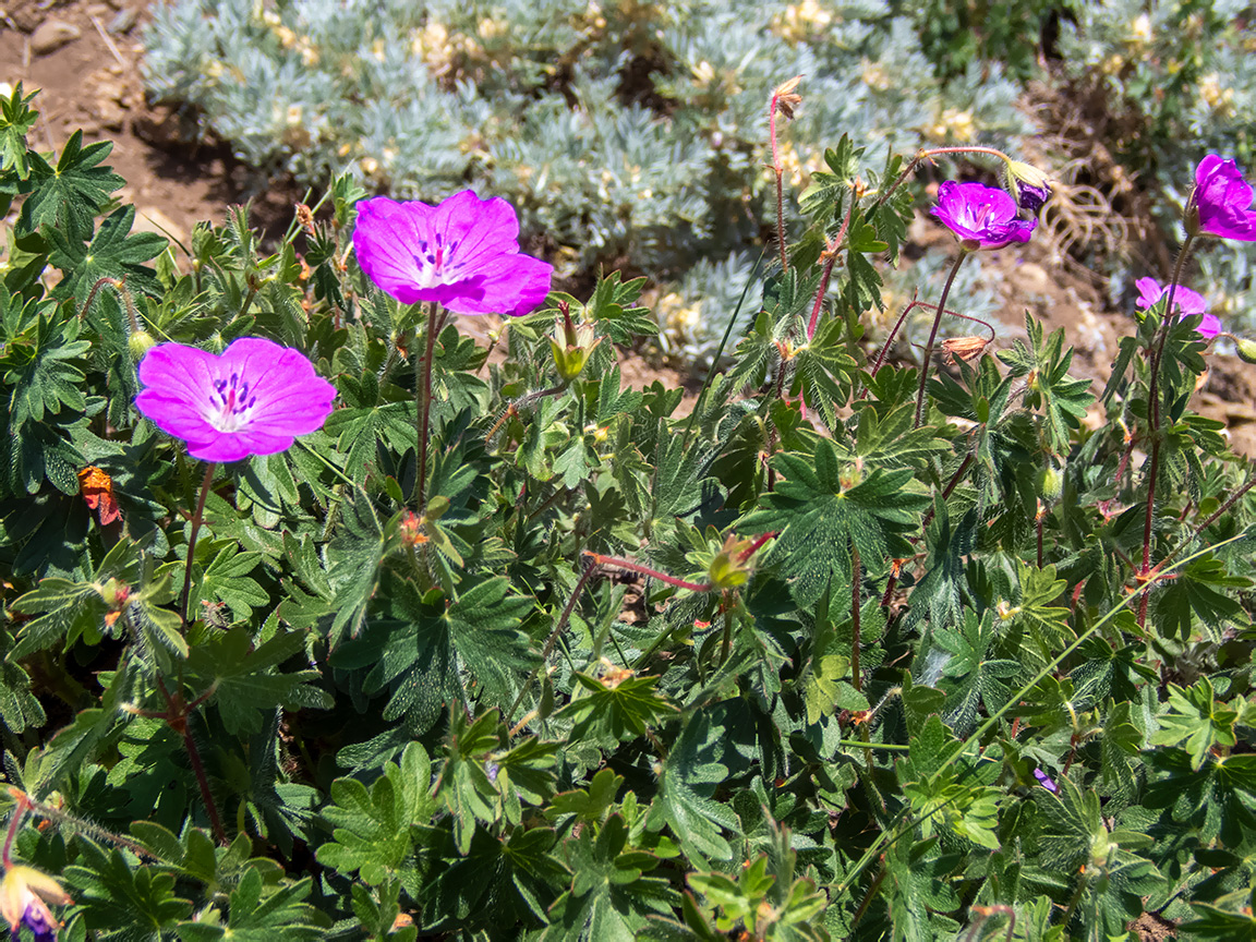 Image of Geranium sanguineum specimen.