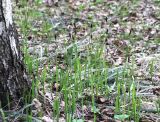 Carex pilosa