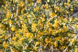 Caragana balchaschensis
