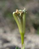 Image of taxon representative. Author is Татьяна Винокурова