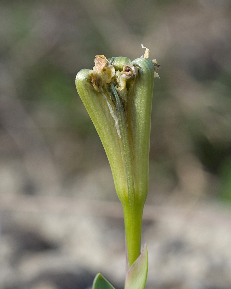 Image of Iris pumila specimen.