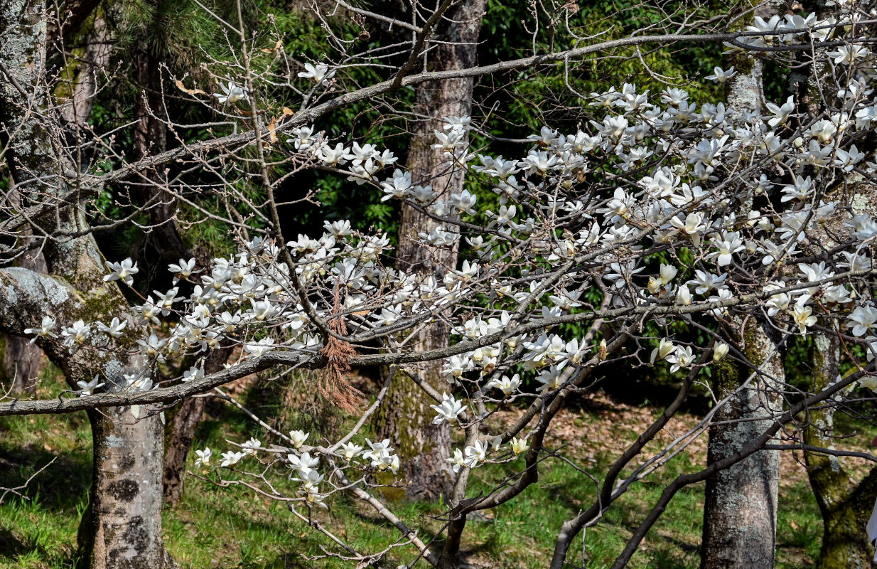 Изображение особи Magnolia denudata.