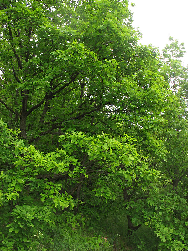 Изображение особи Quercus petraea.