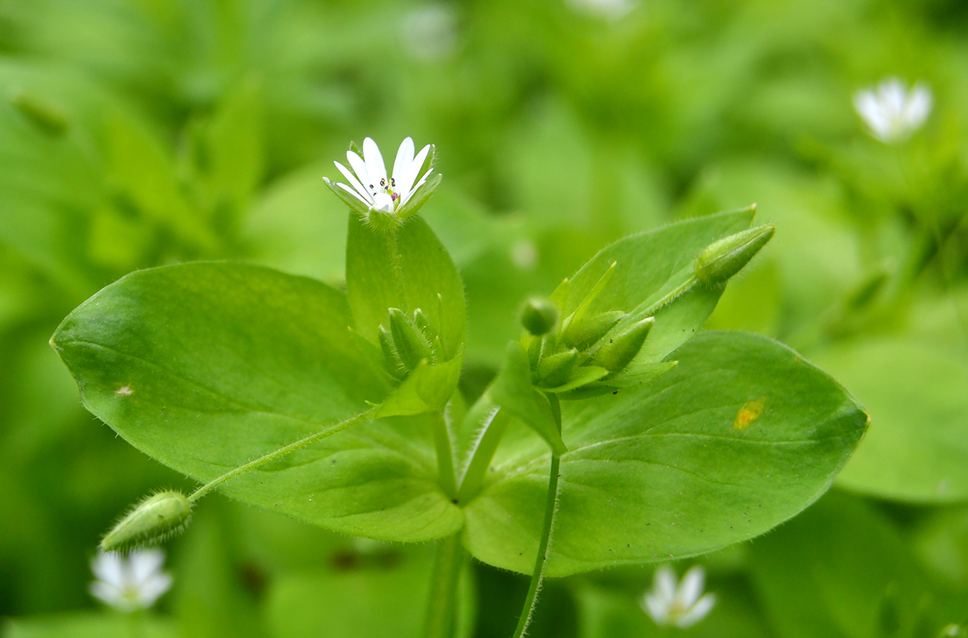 Image of Stellaria media specimen.