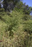 Rumex pulcher. Плодоносящее растение. Испания, Каталония, пров. Жирона, комарка Баш Эмпорда, муниципалитет Калонже, лужайка между дубово-сосновым (Quercus ilex, Pinus halepensis) лесом и дорогой. 17.05.2025.