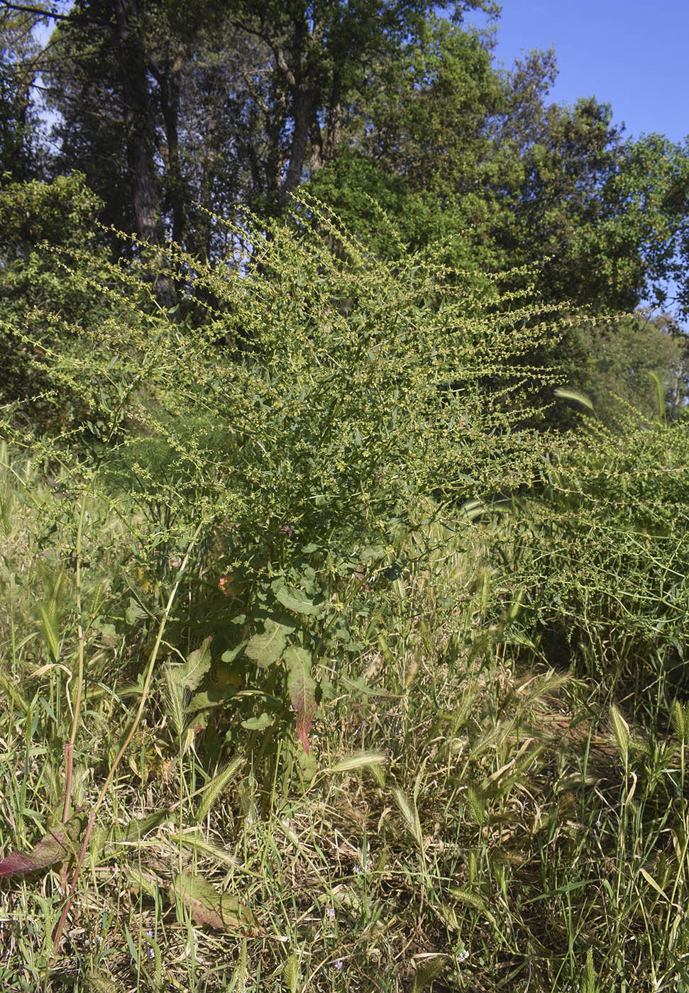 Image of Rumex pulcher specimen.