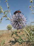 Echinops albicaulis. Верхушка побега с соцветием и кормящейся осой. Казахстан, Жамбылская обл., 30 км к сев.-зап. от г. Тараз, правый берег р. Аса, бархан Кумтиын. 25 мая 2025 г.