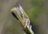 Gentiana zollingeri. Плод. Приморский край, Уссурийский гор. округ, окр. с. Монакино, опушка широколиственного леса на небольшой сопке. 31.05.2025.