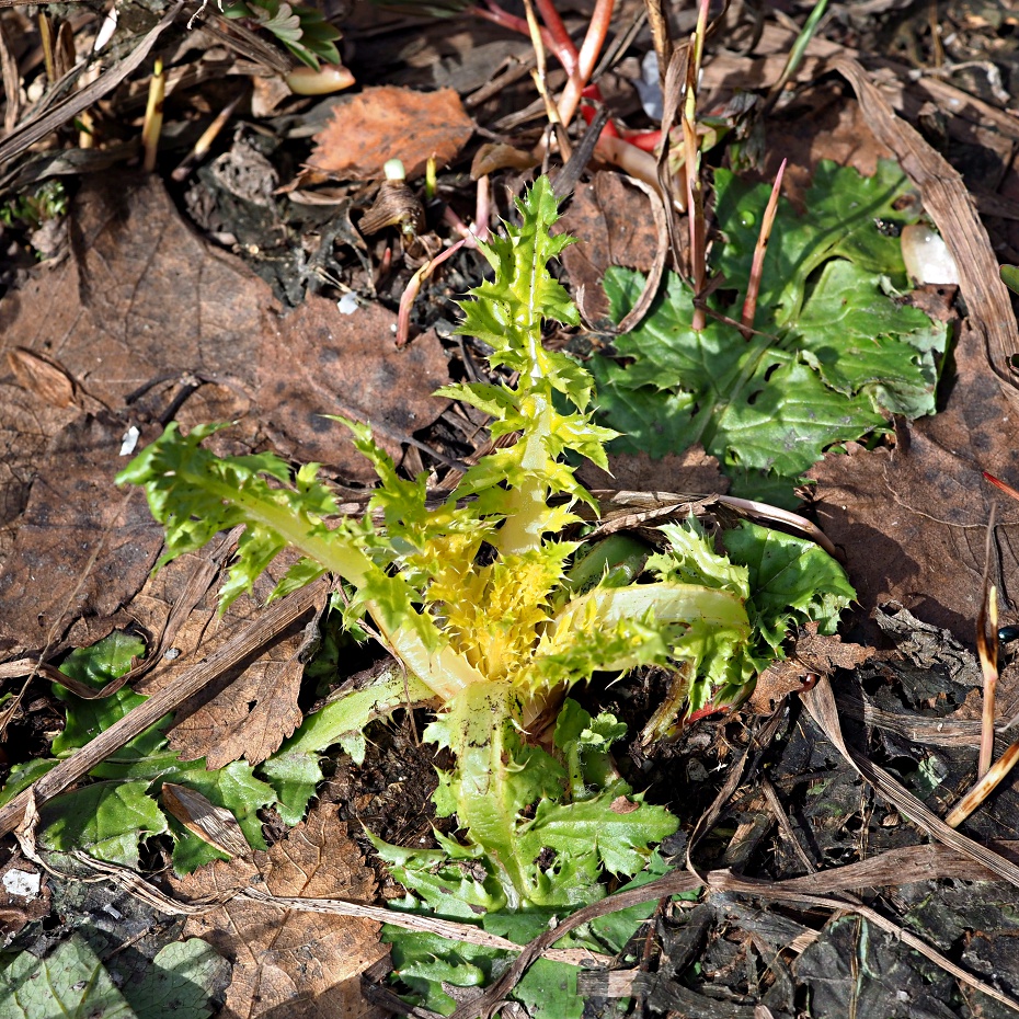 Image of Carduus crispus specimen.