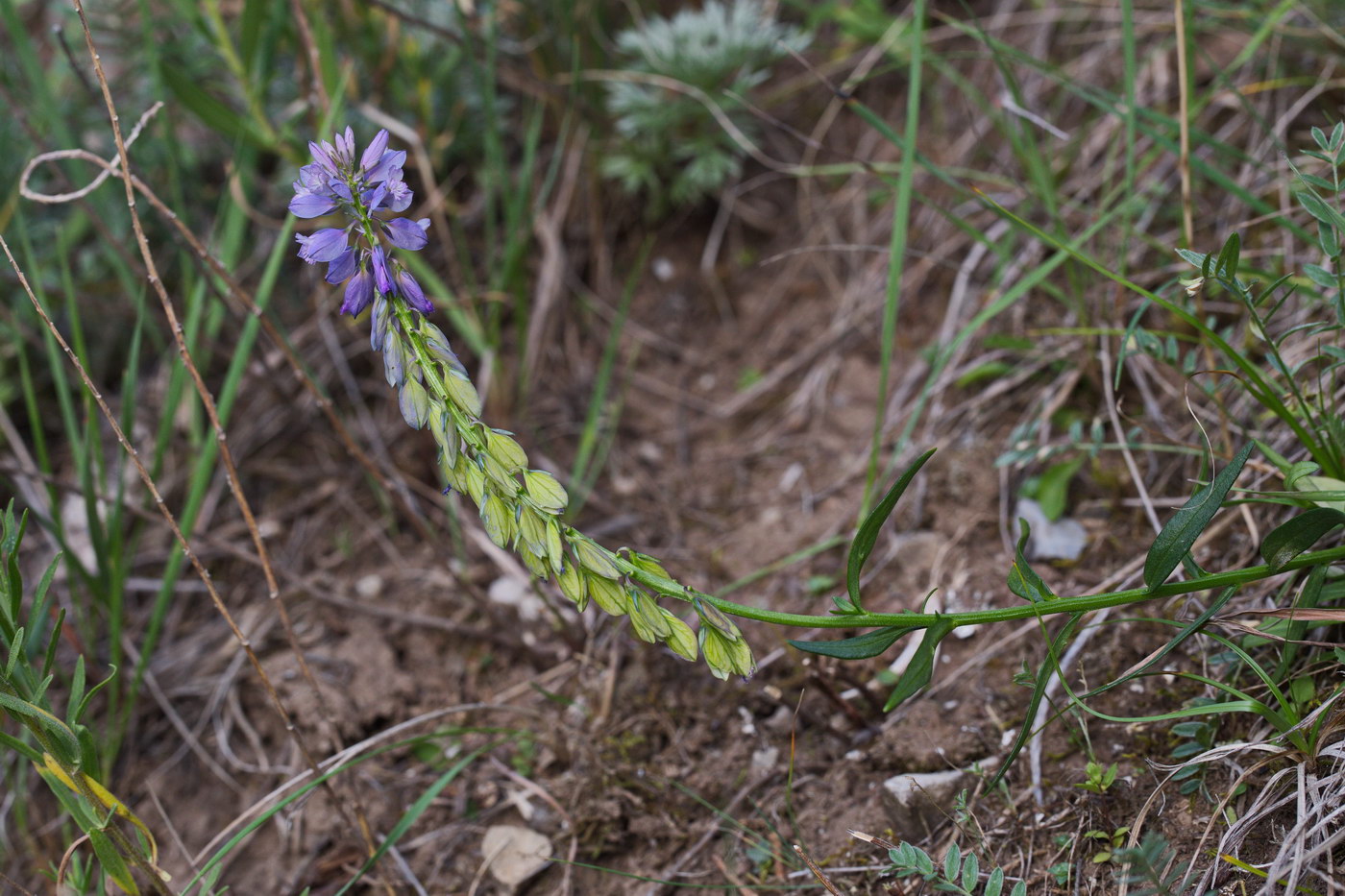 Image of Polygala hybrida specimen.