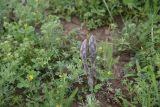 род Orobanche. Молодое растение. Турция, ил Карс, окр. г. Дигор, левый борт р. Дигор рядом с оврагом, который спускается от Дигорского карьера, луг. 19 мая 2025 г.