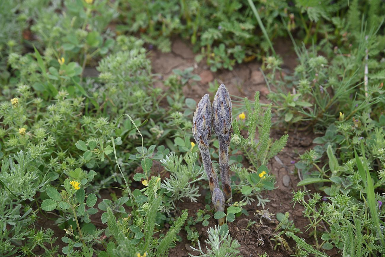 Image of genus Orobanche specimen.