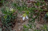 Peganum multisectum