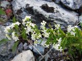 Galium boreale