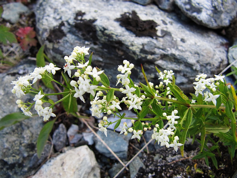 Изображение особи Galium boreale.