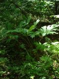 Heracleum dissectum