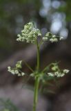 семейство Apiaceae. Часть соцветия. Турция, ил Битлис, кальдера Немрут, перешеек между оз. Немрут и оз. Ылы, лес. 21 мая 2025 г.