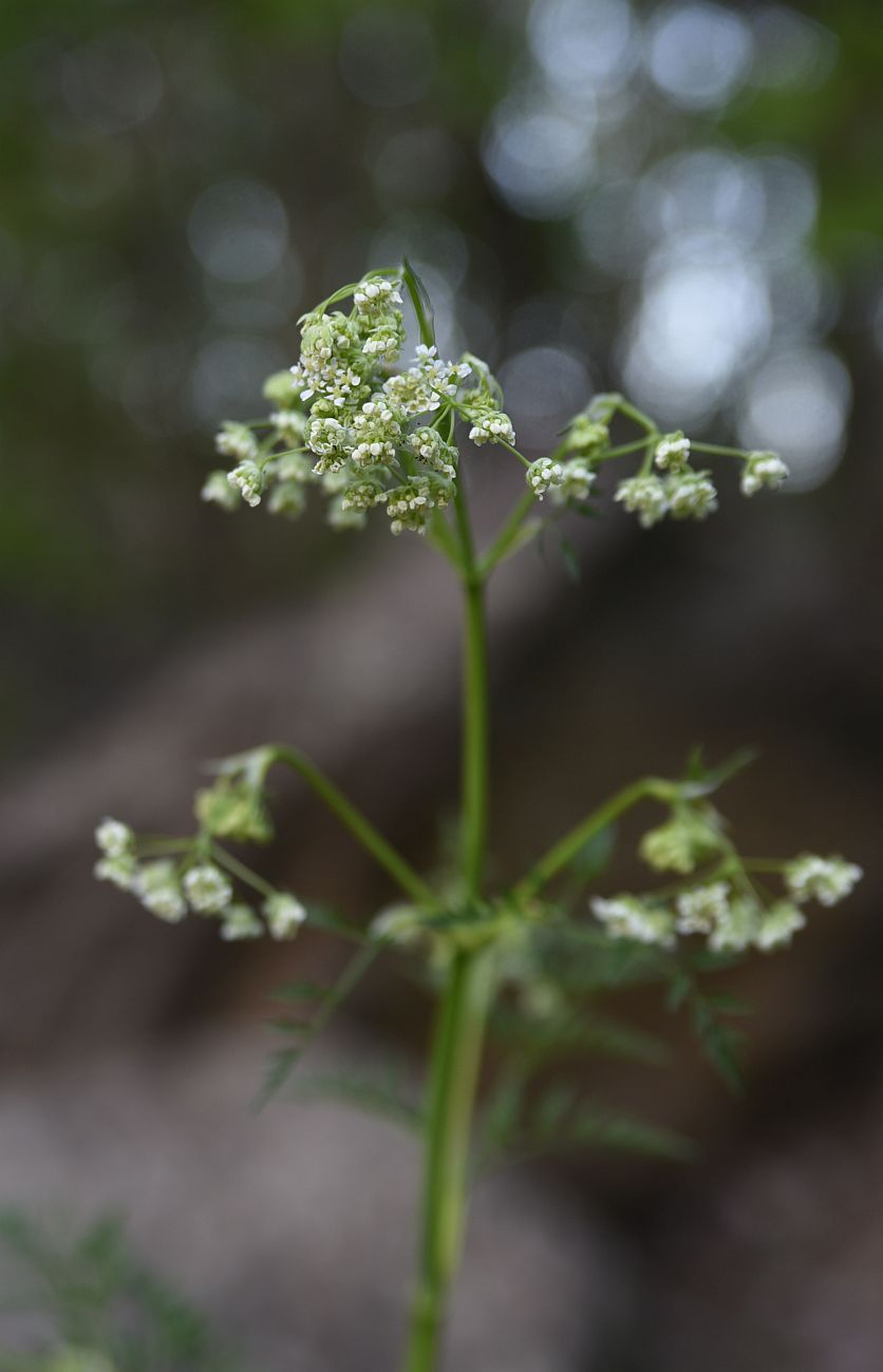 Image of familia Apiaceae specimen.