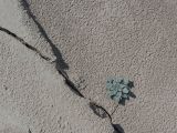Erodium oxyrhynchum. Вегетирующее растение. Казахстан, Жетысуская обл., Панфиловский р-н, отроги Джунгарского Алатау, горы Долонтау, песчаное русло временного водотока. 20 сентября 2025 г.