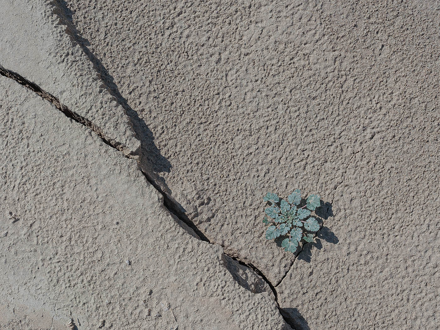 Image of Erodium oxyrhynchum specimen.