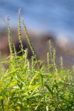 Veronica longifolia