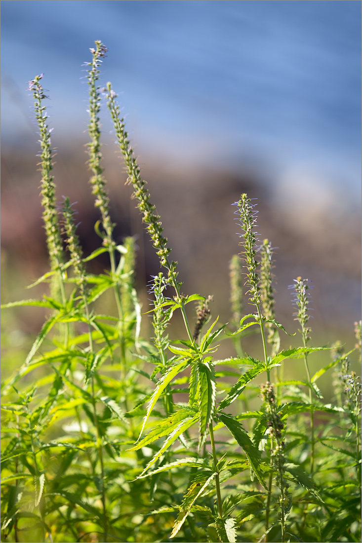 Изображение особи Veronica longifolia.