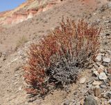 Salsola gemmascens. Плодоносящее растение. Кыргызстан, Баткенская обл., Лейлекский р-н, 12 км западнее пос. Самаркандык, 1400 m, пестроцветные глины, склон юго-западной экспозиции. 28.09.2025.