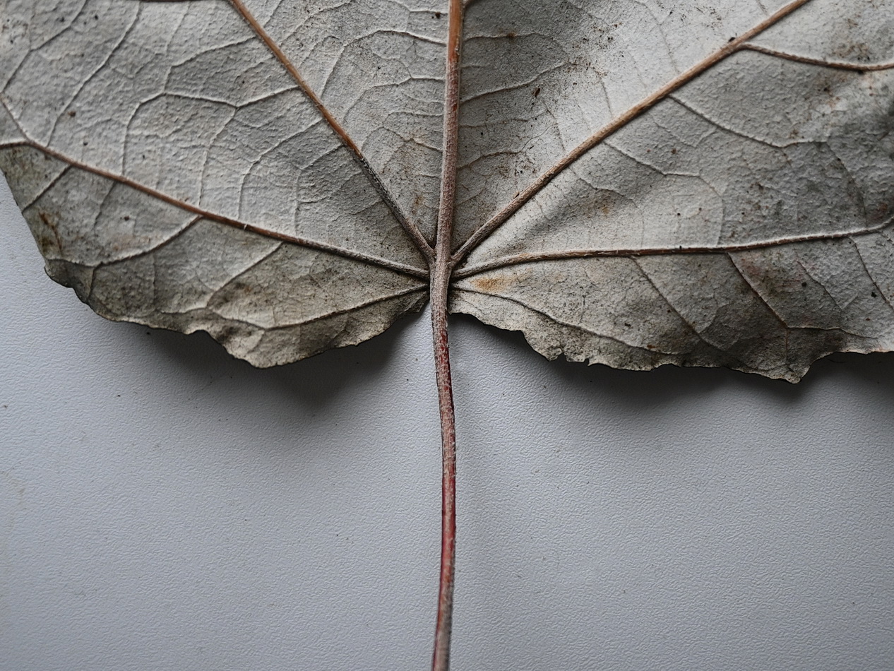 Изображение особи род Acer.