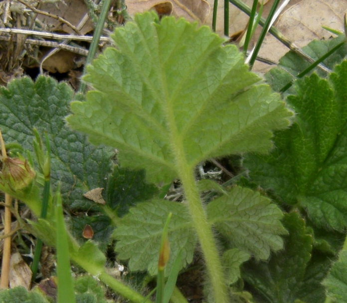 Image of Geum sylvaticum specimen.