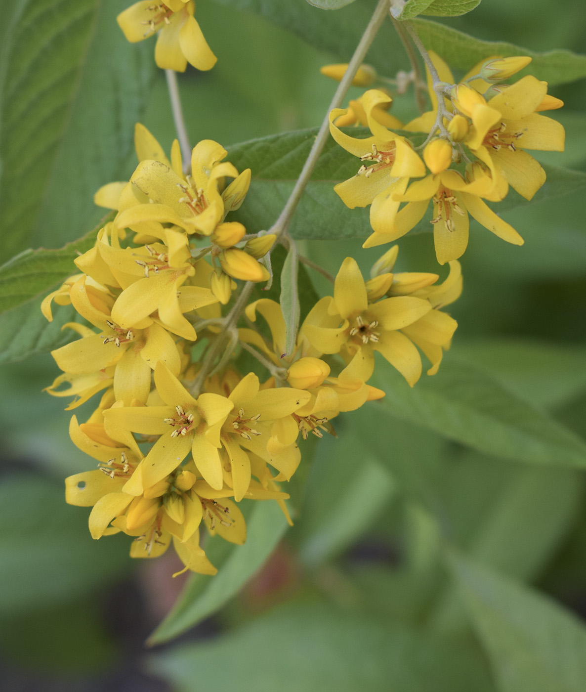Изображение особи Lysimachia vulgaris.