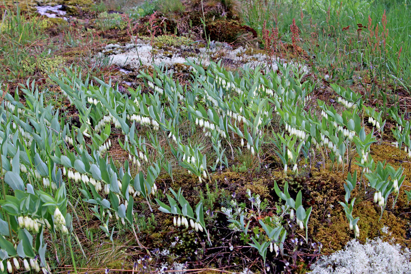 Изображение особи Polygonatum odoratum.
