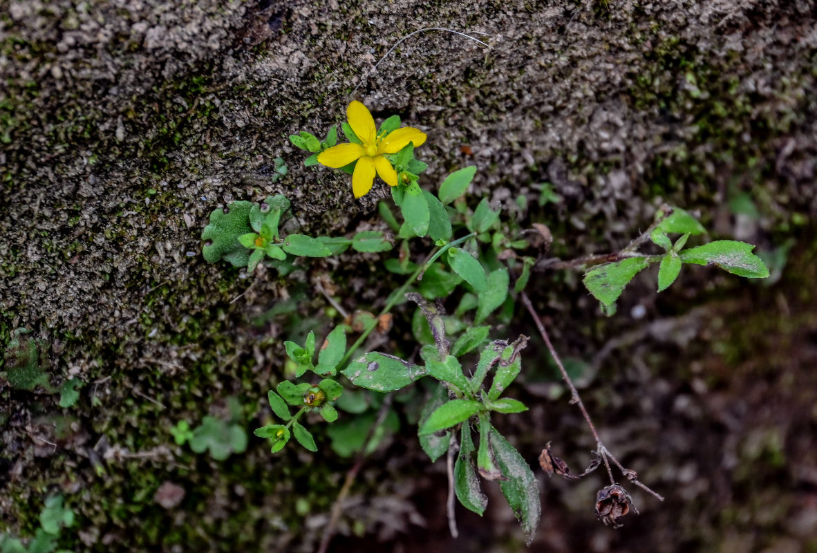 Image of Hypericum humifusum specimen.
