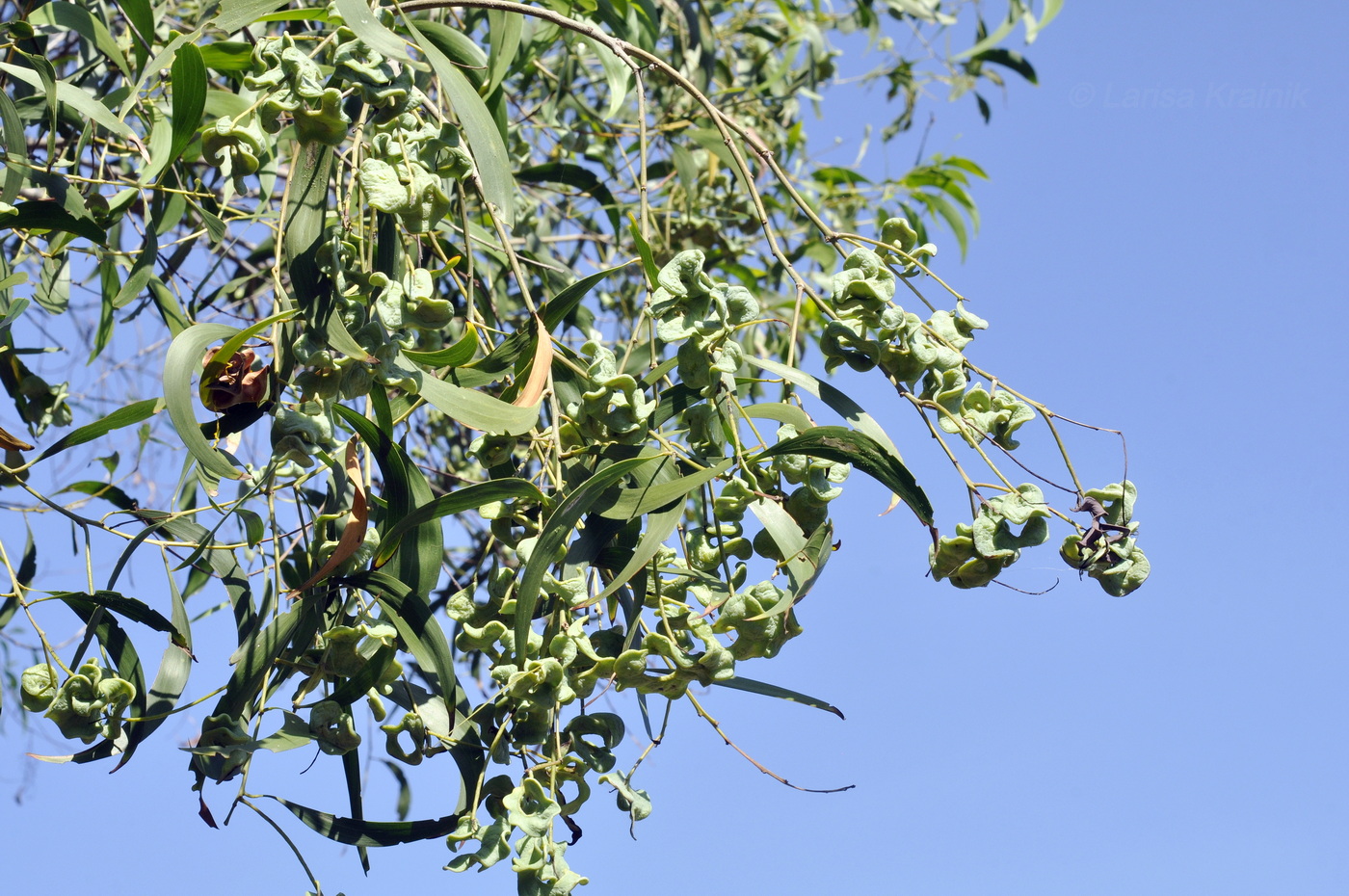 Image of Acacia auriculiformis specimen.