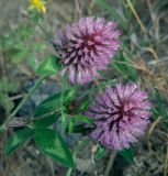 Trifolium pratense. Верхушка цветущего растения. Абхазия, Гагрский р-н, с. Лдзаа, обочина асфальтовой дороги. 07.06.2025.