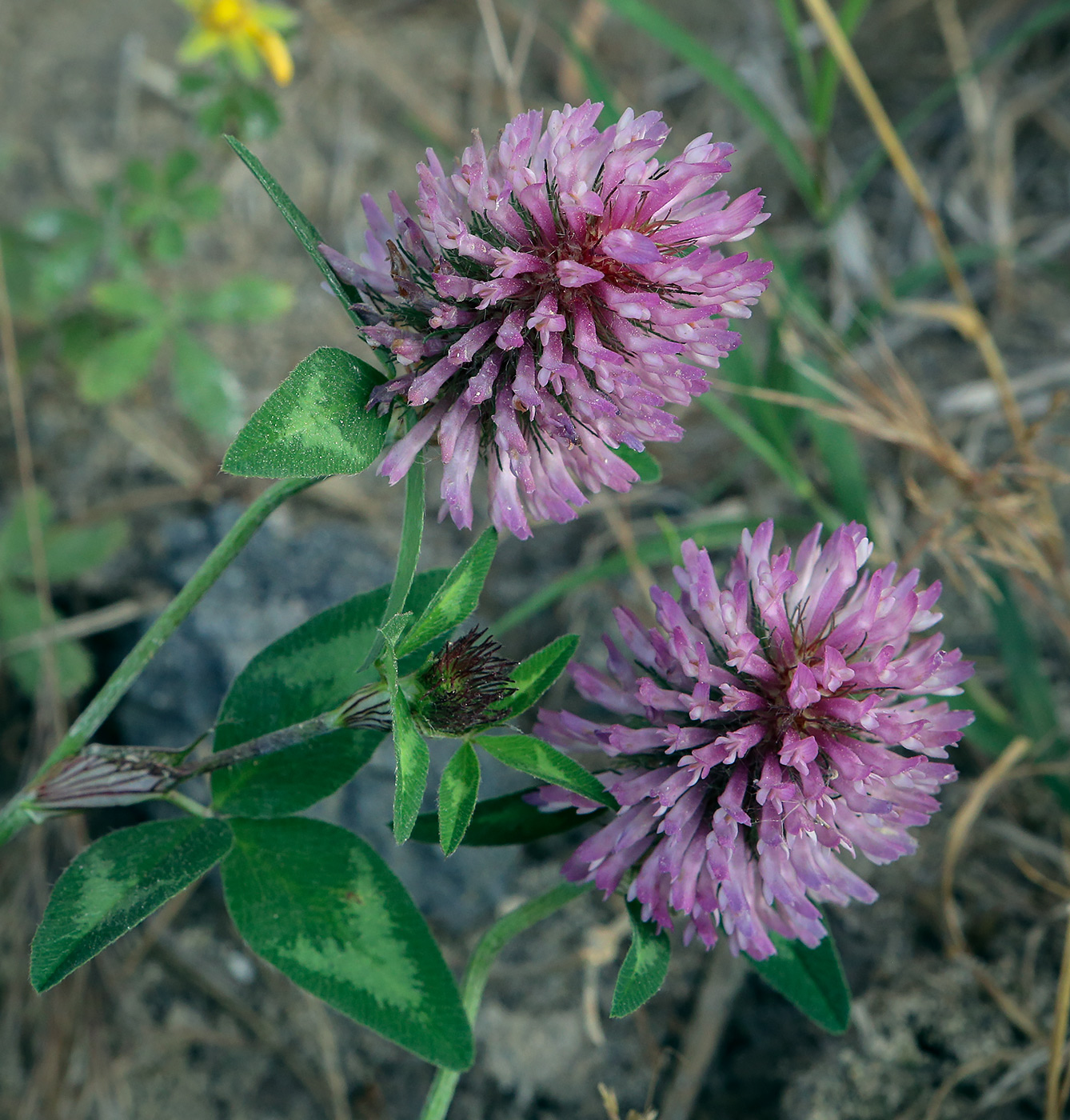 Image of Trifolium pratense specimen.