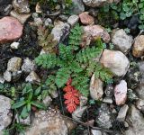 род Erodium. Вегетирующее растение. Крым, Симферопольский р-н, ур. Кизил-Коба, каменистая почва. 04.01.2026.