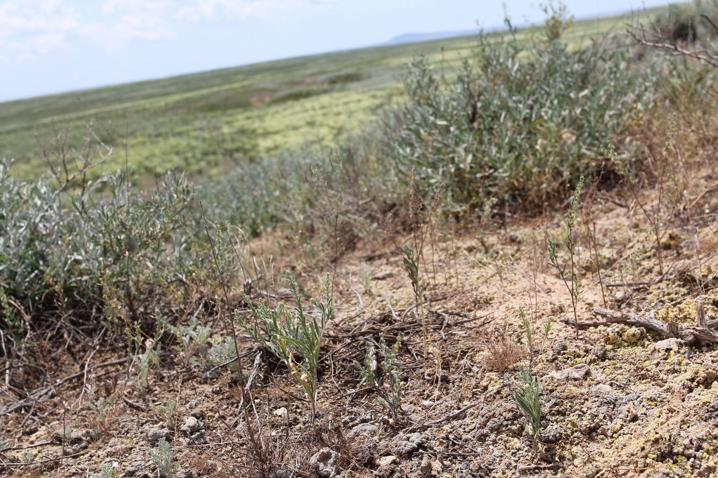 Изображение особи Tetracme quadricornis.