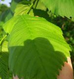 Ulmus glabra. Лист. Москва, Новогиреево, Зелёный проспект, Афганский сквер, в культуре. 23.05.2019.