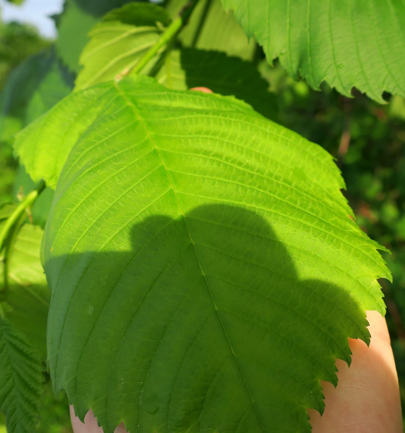 Изображение особи Ulmus glabra.