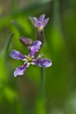 Chorispora tenella. Цветки. Ростовская обл., Аксайский р-н, окр. станицы Мишкинская, в траве у дороги. 18.04.2011.