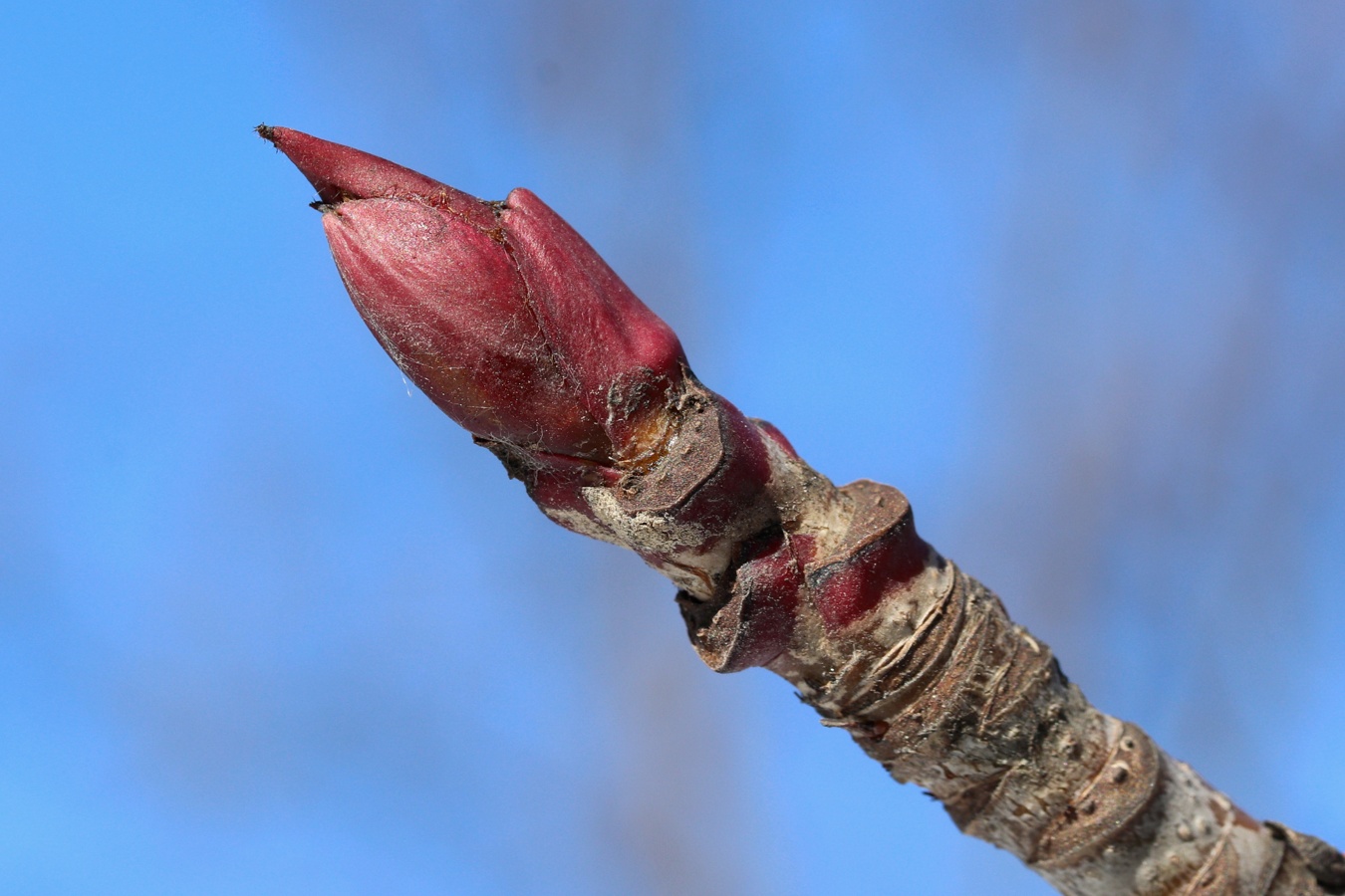 Изображение особи Sorbus commixta.